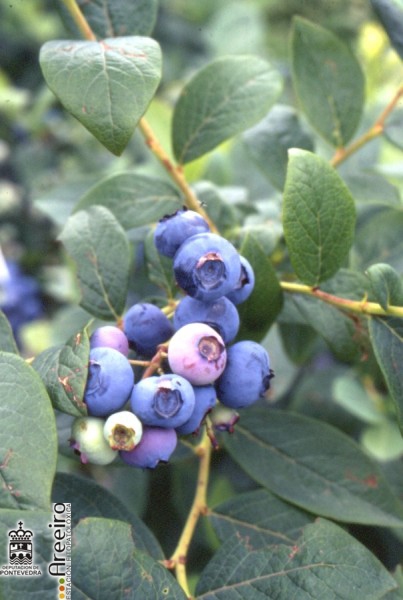 Arandano - Blueberry - Arando (Vaccinium sp.) >> Arandano (Vaccinium sp.) - Fruto en la planta.jpg